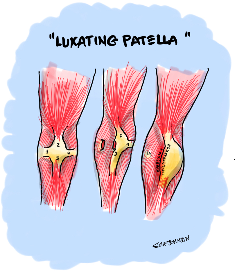 luxating-patella-notes-from-dr-johnson