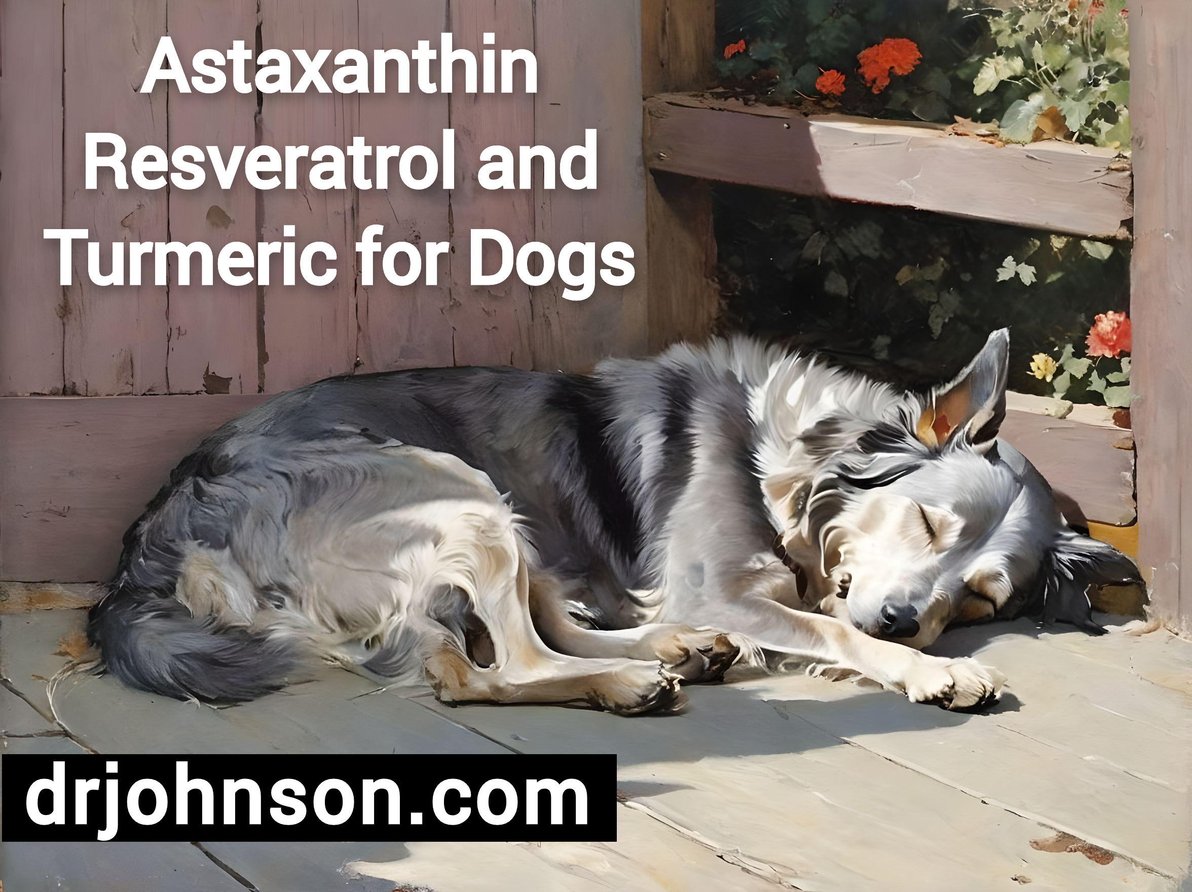 Astaxanthin, Resveratrol, and Turmeric for Dogs