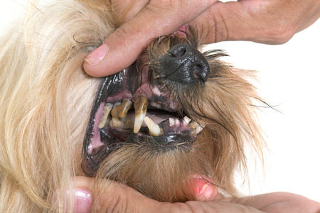Dog, rotting teeth hurt