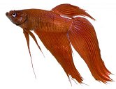 Betta occur in a myriad of colors and are breeding for more and more