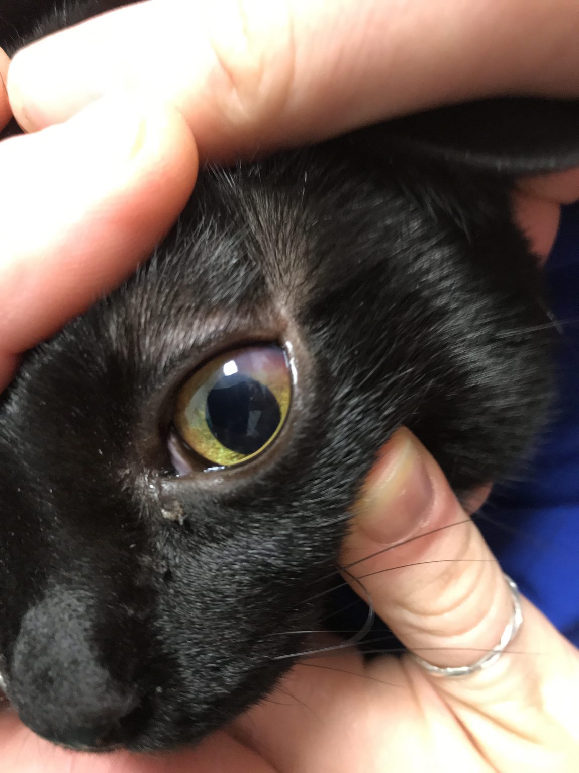 Feline Uveitis Causes and Treatment of Feline Uveitis Dr Erik
