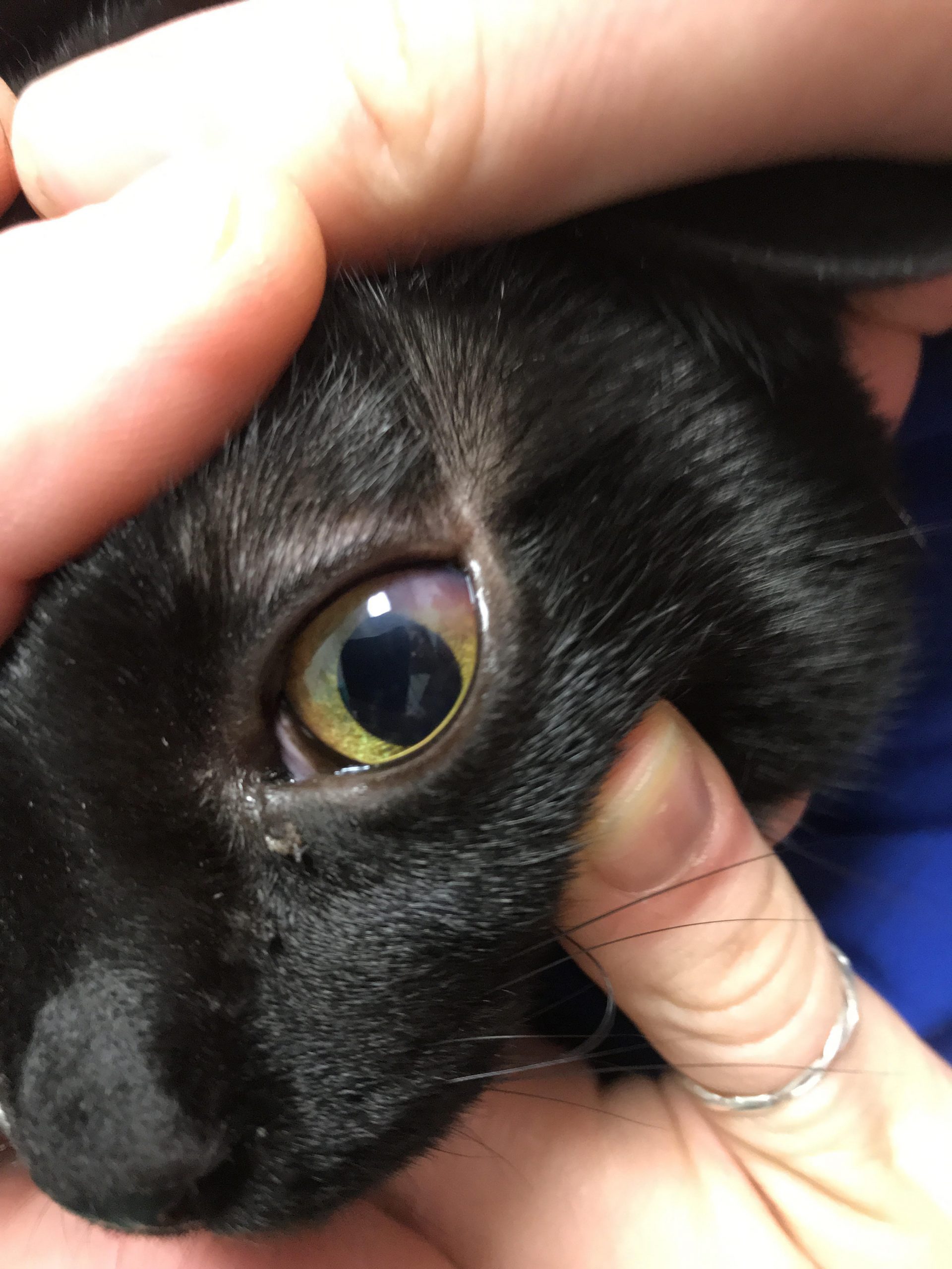 Cat with uveitis