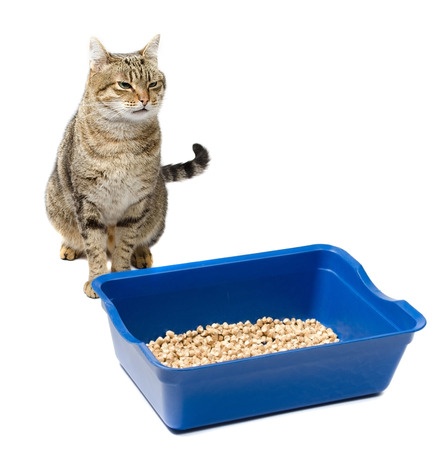 Cats that urinate outside the litter pan that do not have FUS may respond well to a larger litter pan