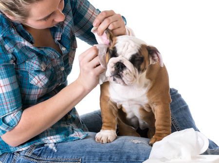 Image 123rf Dog ear Infection - How to control ear infections in dogs