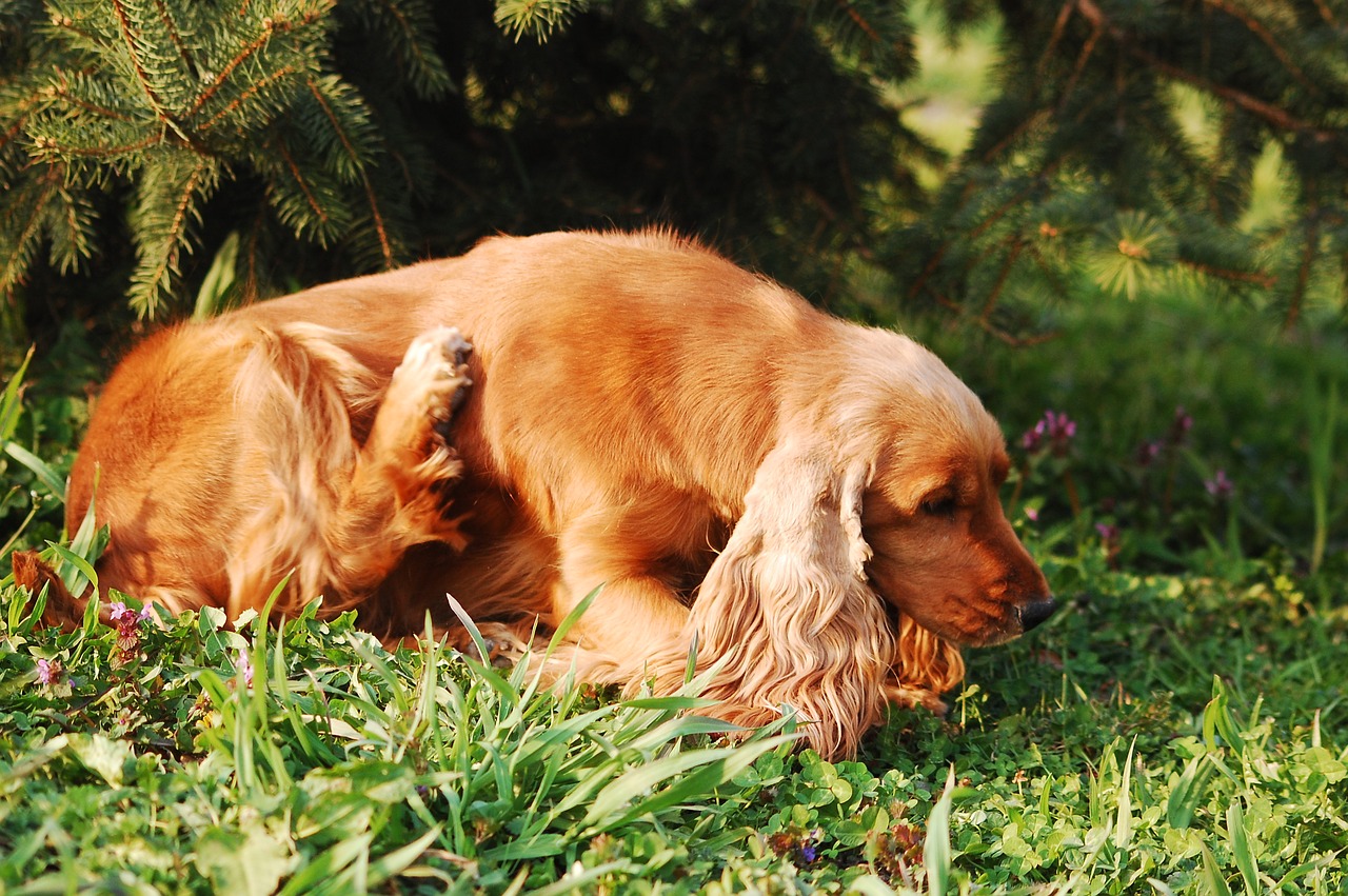Itching in dogs is caused by drying,atopy,allergies,carb intolerance,contact irritation and more