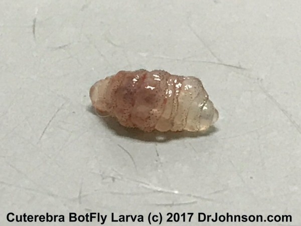Cuterebra larva after expulsion from skin - this larva cannot live outside the host until it has pupated into a fly.