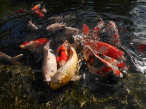 Feeding Koi and Pond Fish