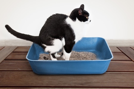 cat stands in litter box and pees out