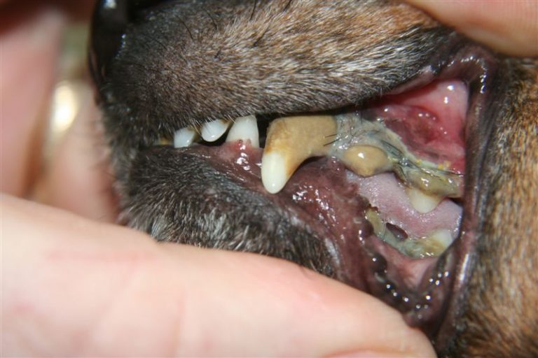 Old Dogs and Rotten Teeth Important To Know – Dr Erik Johnson – Veterinarian