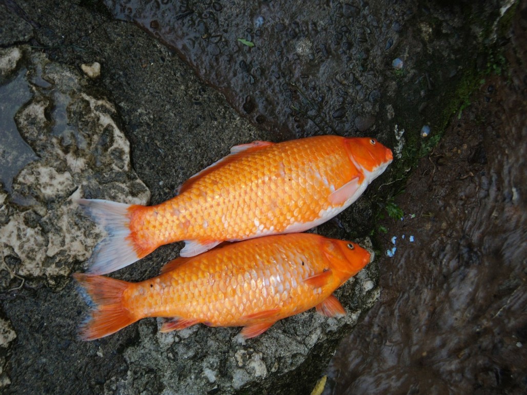 KHV Koi Herpes Virus Data And Information Dr Erik Johnson Veterinarian   Fishes 83058 1280 Koi Pixabay Khv Herpes Virus 1028x771 