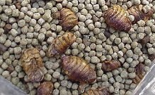 This is a mixture of a Koi pellet and silkworm pupae. Some foods are good with freeze dried krill mixed in.