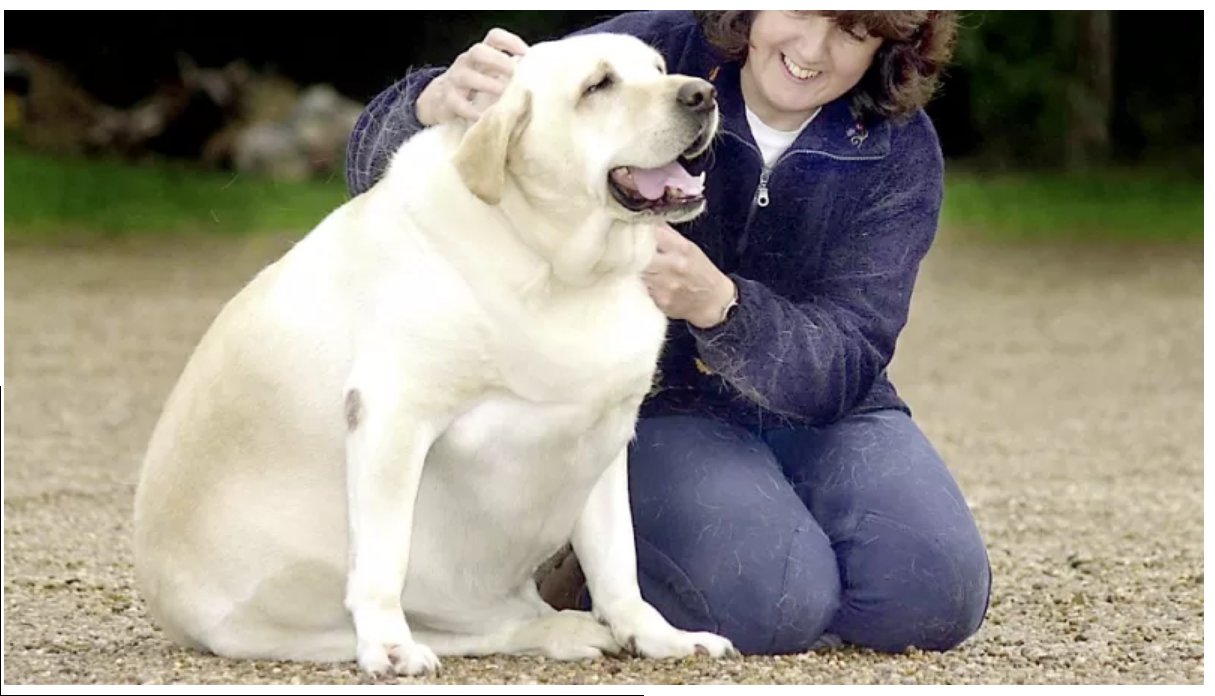 weight loss in dogs