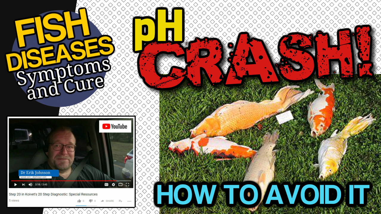 pH Crash Is a Common Cause of Mass Koi and Pond Fish Death - Pet Health ...