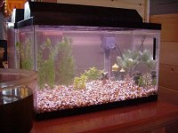 how to add an instant ammonia reducing colony of beneficial bacteria to your aquarium