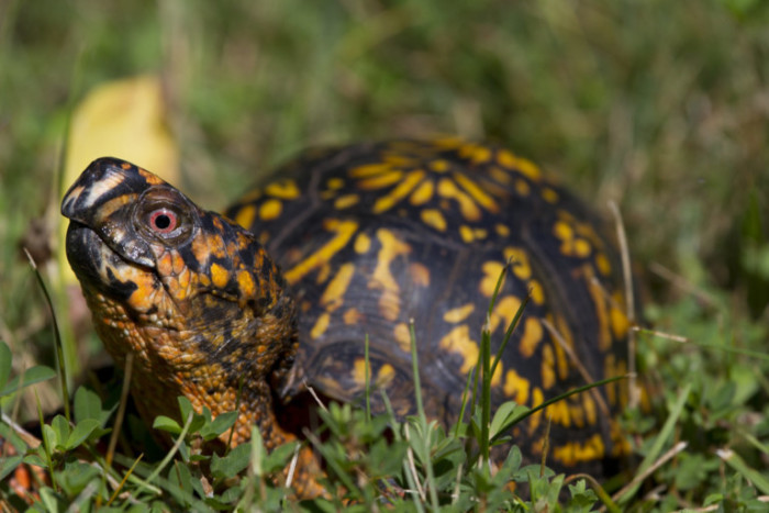 Are Eastern Box Turtles Protected From Being Pets in Georgia? – Dr Erik ...