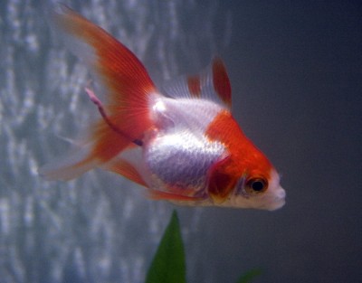 Changes in Stool Quality in Koi Goldfish and Pondfish