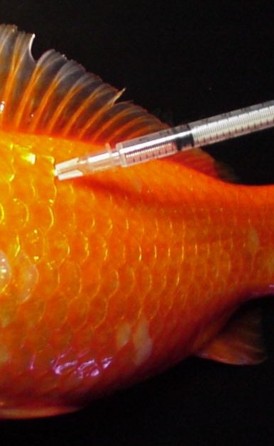 baytril enrofloxacin dosing intramuscularly goldfish 