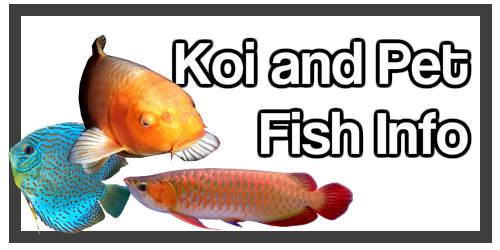 Koi and other Fish Health and Care Symptoms and Treatment Information of value to Dr Erik Johnson East Cobb Veterinarian Customers