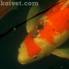 identifying cancer in koi