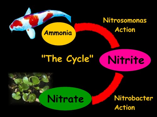 The Cycle of beneficial ammonia reducing bacteria in aquatic environments