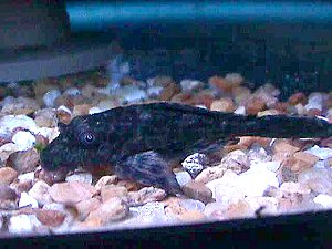 Plecostomus for String Algae Control in ponds and tanks