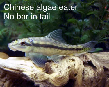 Algae Eater