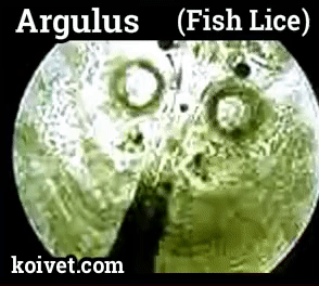 Argulus fish lice copepod symptoms and treatment