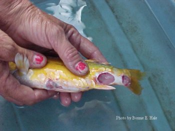 AEROMONAS KOI ULCER PICTURES WITH STEP BY STEP HEALING