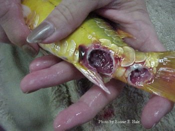 AEROMONAS KOI ULCER PICTURES WITH STEP BY STEP HEALING