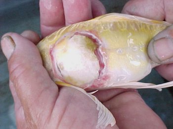 CASE, KOI: Severe Damage and Ulcer From Pump Intake