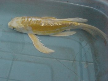 CASE, KOI: Severe Damage and Ulcer From Pump Intake