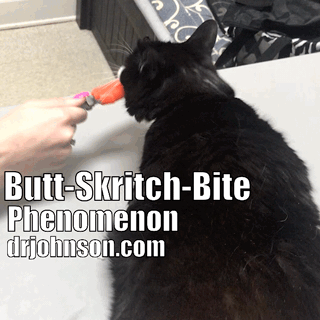 fat cat scratching gif