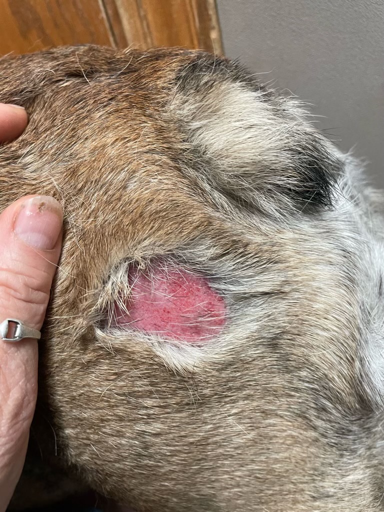 Steroid dermatopathy in the canine skin from a LOT of steroids being given. 