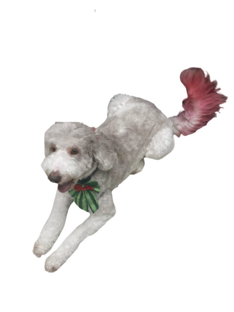 Cystine Urolithiasis Canine